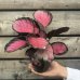 Calathea roseopicta (Kalatea ružovo-škvrnitá) ´CRIMSON´ - kont. C1L, výška 15-20 cm